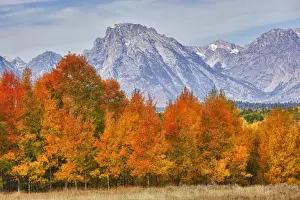 Images Dated 28th September 2011: WY, Grand Teton NP, aspen trees with the Teton mountain range at Willow Flats