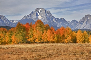 Images Dated 28th September 2011: WY, Grand Teton NP, Mount Moran and aspen trees