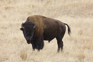 WY, Yellowstone Naional Park, Bison bull, in the Lamar Valley (Bison bison)