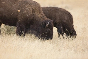 Lamar Valley Prints: WY, Yellowstone Naional Park, Bison mother and calf, eating grass in the Lamar Valley