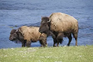 Images Dated 21st June 2008: WY, Yellowstone National Park, Bison at the Firehole River