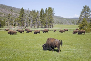 Images Dated 19th June 2008: WY, Yellowstone National Park, Bison herd, at Gibbon Meadows
