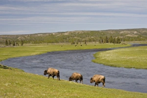 Yellow Stone Prints: WY, Yellowstone National Park, Bison herd, at the Firehole River area
