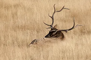 Prints of WY, Yellowstone National Park, Bull Elk, in meadow, (Cervus elaphus) Images Dated 2019 November: WY, Yellowstone National Park, Bull Elk, in meadow, (Cervus elaphus)