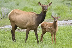 Prints of WY, Yellowstone National Park, Elk calf and mother Images Dated 2019 November: WY, Yellowstone National Park, Elk calf and mother