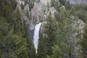 WY, Yellowstone National Park, Tower Fall, Tower Creek tumbles 132 feet