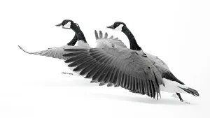 Taking Off Prints: Wyoming. Two Canadian geese taking flight