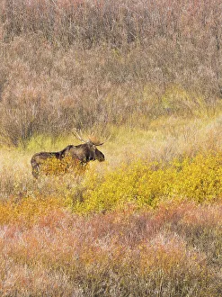 Wyoming, Grand Teton National Park. Willow Flats, bull moose