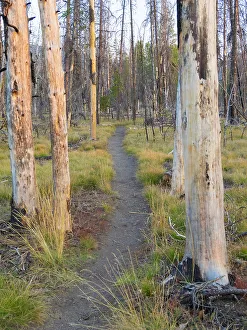 Images Dated 22nd November 2022: Wyoming, Grand Teton National Park. Trail through fire burned lodgepole pine trees