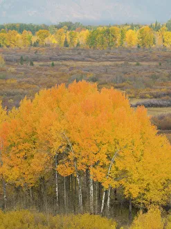 Images Dated 22nd November 2022: Wyoming, Grand Teton National Park. Golden Aspen trees