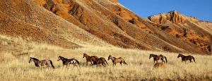 Leadership Prints: Wyoming, Shell, Horses Running, PR