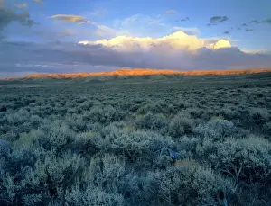 Stark Prints: Wyoming, USA. Big sagebrush (Artemesia tridentata) at head of Jack Morrow Creek drainage
