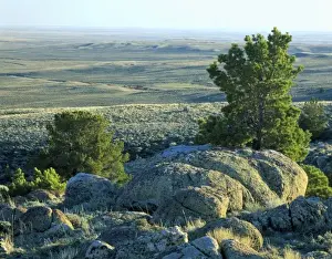 Stark Prints: Wyoming. USA. Boulders & limber pines on Continental Divide above Great Divide Basin