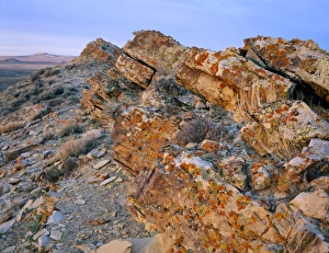 Stark Prints: Wyoming. USA. Lichen on tilted rock. Great Divide Basin. Red Desert