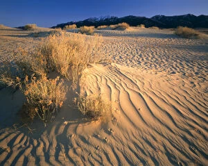 Images Dated 27th January 2004: WYOMING. USA. Rabbitbrush & bird tracks in dunes below Ferris Mountains. Ferris Dunes