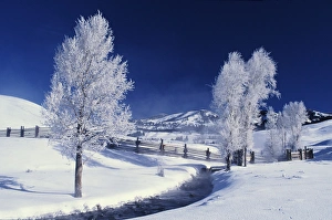 Images Dated 20th January 2014: Wyoming. Yellowstone National Park