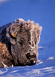 Images Dated 20th April 2006: Wyoming, Yellowstone national park, Rocky Mt. Bison