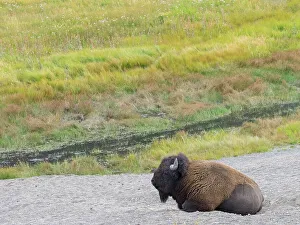 Images Dated 22nd November 2022: Wyoming, Yellowstone National Park. Mature Bull Bison