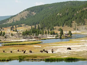 Images Dated 22nd November 2022: Wyoming, Yellowstone National Park. Bison herd and Firehole River