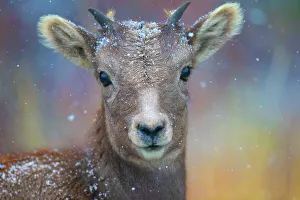 Juvenile Prints: Wyoming. A young mountain goat's first snow