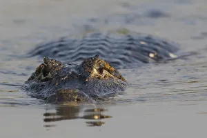 Stalking Prints: Yacare Caiman
