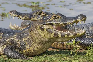 Teeth Prints: Yacare Caiman basking