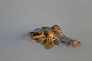 Mato Grosso Prints: A Yacare caiman, Caiman Crocodylus yacare