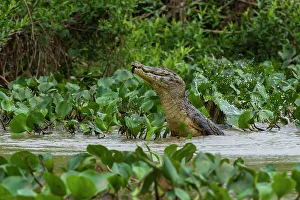 Mato Grosso Prints: A Yacare caiman, Caiman Crocodylus yacare