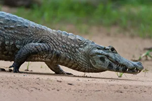 Mato Grosso Prints: A Yacare caiman, Caiman Crocodylus yacare