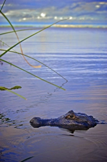Andres Morya Prints: Yacare caiman (Caiman yacare), Corrientes, Argentina
