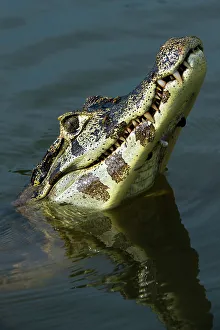 Mato Grosso Prints: A yacare caiman, Caiman yacare, looking up. Rio Claro, Pantanal, Mato Grosso, Brazil