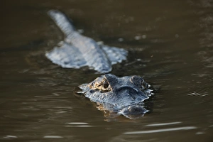 Images Dated 27th August 2014: Yacare Caiman (Caiman yacare), Northern Pantanal, Mato Grosso, Brazil
