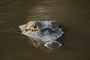 Submerged Prints: Yacare Caiman (Caiman yacare), Northern Pantanal, Mato Grosso, Brazil