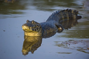 Images Dated 29th August 2014: Yacare caiman (Caiman yacare), Northern Pantanal, Mato Grosso, Brazil