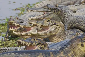 South American Prints: Yacare caiman sunning