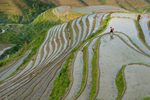 Terrace Prints: Yao Woman working in rice terraces, Dazhai Village, Dragons Backbone Rice Terraces