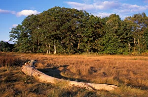 Yarmouth, ME. A driftwood log in salt marsh grasses near the Royal River. TPL project