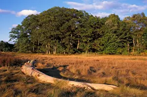 Tidal Prints: Yarmouth, ME. A driftwood log in salt marsh grasses near the Royal River. TPL project