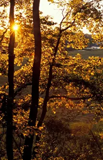Shining Prints: Yarmouth, ME. The sun shines through oak trees on the edge of a salt marsh near the Royal River