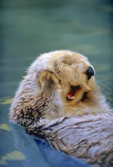 Endangered Prints: Yawning Endangered California Sea Otter (Enhydra luris) floating face up, Monterey, CA