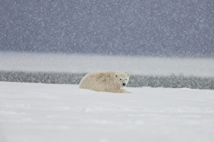 Anwr Prints: A yearling polar bear cub lays in the snow during a snowstorm