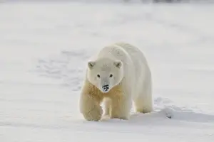 Images Dated 7th October 2010: A yearling polar bear cub plays in the snow on the edge of the Beaufort Sea, in ANWR
