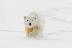 Anwr Prints: A yearling polar bear cub plays in the snow on the edge of the Beaufort Sea, in ANWR