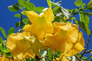Jim Engelbrecht Prints: Yellow Angels Trumpet