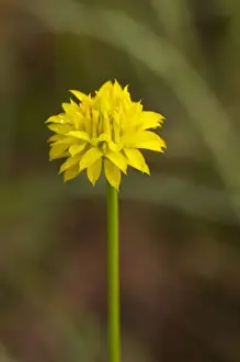 Images Dated 22nd May 2010: Yellow bachelors button, Big Yellow milkwort (Polygala rugelii)
