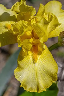 Images Dated 22nd January 2021: Yellow Bearded Iris