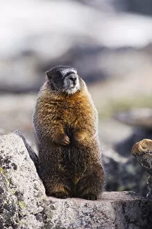 Images Dated 20th June 2007: Yellow-bellied Marmot, Marmota flaviventris, adult standing on rock boulder, Rocky Mountain