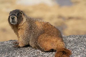 Rodent Prints: Yellow-bellied marmot, Marmota Flaviventris, Mount Evans Wilderness, Colorado