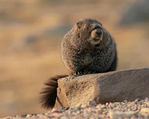 Rodent Prints: Yellow-bellied marmot, Marmota Flaviventris, Mount Evans Wilderness, Colorado