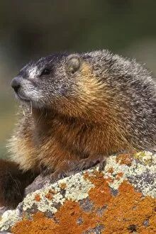 Images Dated 11th October 2007: Yellow-bellied Marmot, Yellowstone NP, WY, USA